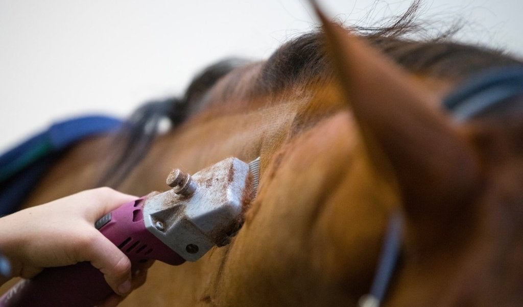 Scheren van paarden op locatie!, Heiniger, Enlèvement ou Envoi, Neuf, Matériel de tonte