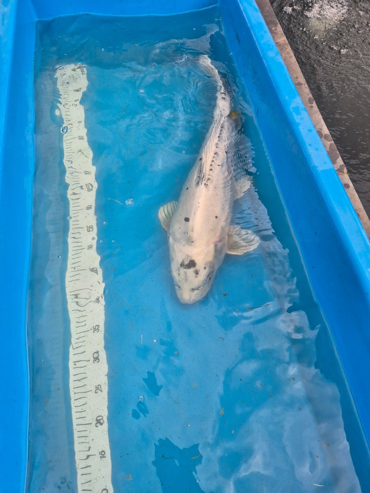 Japanse Koi Doitsu 65cm