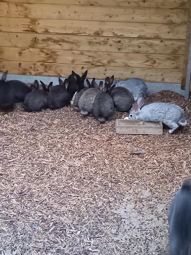 Jongvolwassen vleeskonijnen (kweek/slacht), Dieren en Toebehoren, Meerdere dieren, Groot, 0 tot 2 jaar