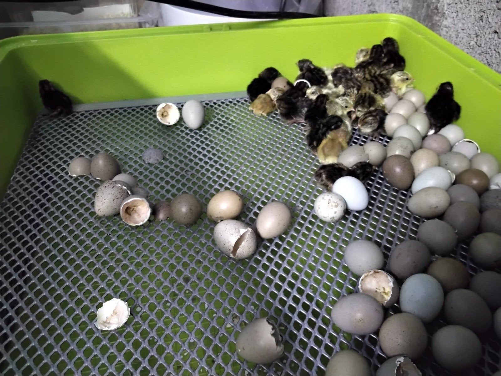 Chinese Dwergkwartels in verschillende kleuren., Dieren en Toebehoren, Pluimvee