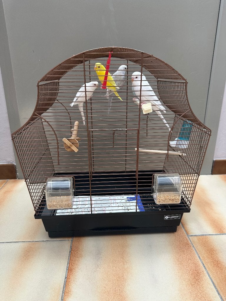 Vogelkooi met of zonder parkieten, Dieren en Toebehoren, Vogels | Hokken en Kooien, Ophalen, Zo goed als nieuw, Vogelkooi