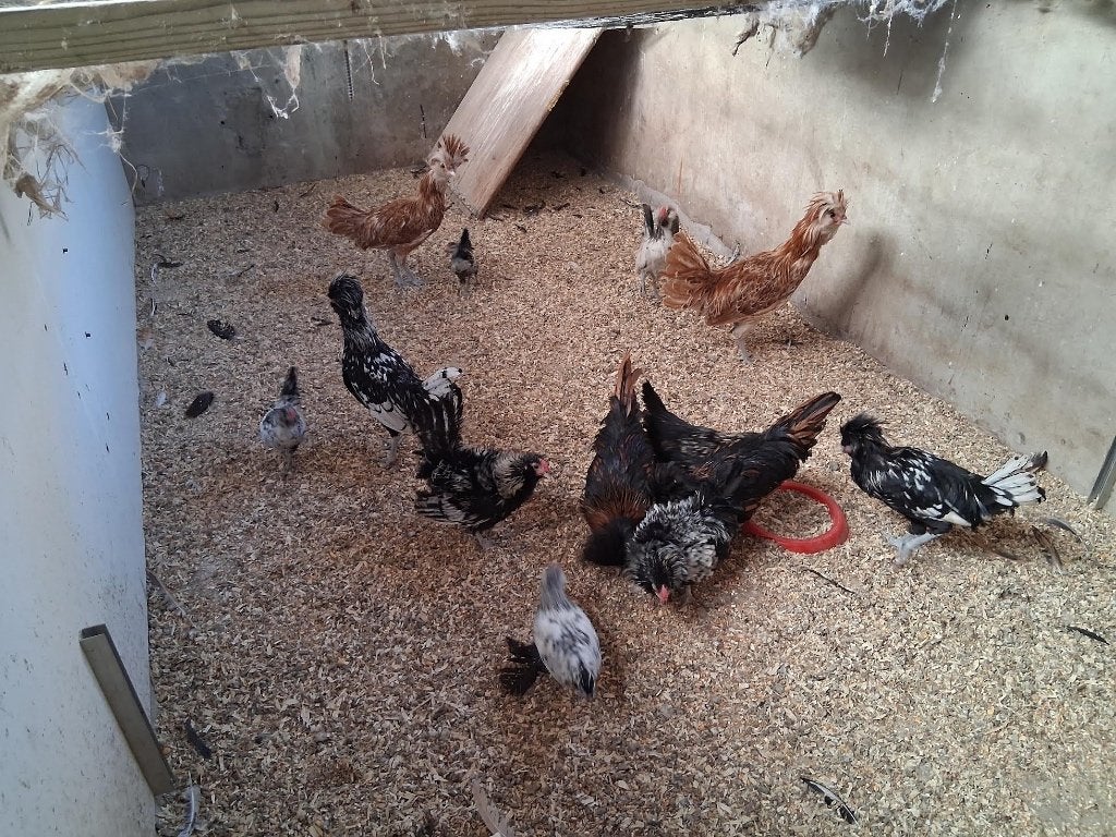 Gratis sierhaantjes, Mâle, Poule ou poulet