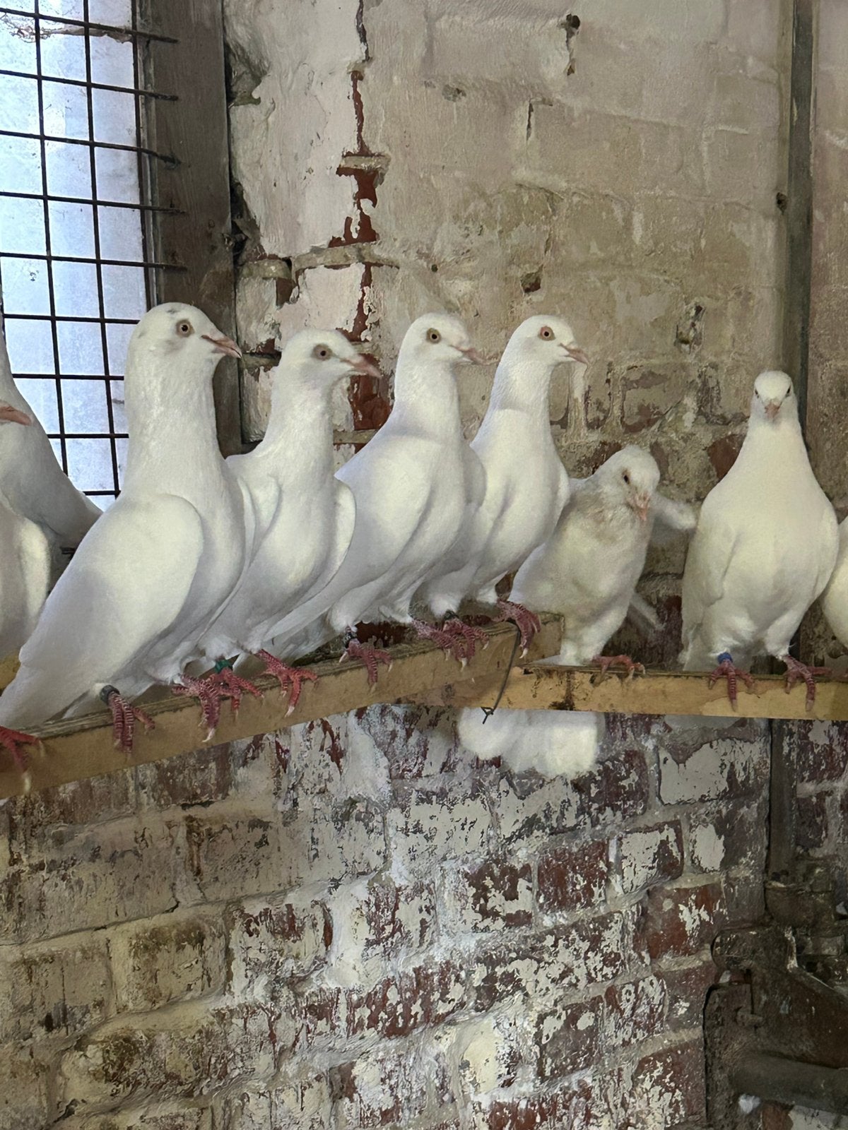 21 stuks mooie duiven, Meerdere dieren, Overige soorten