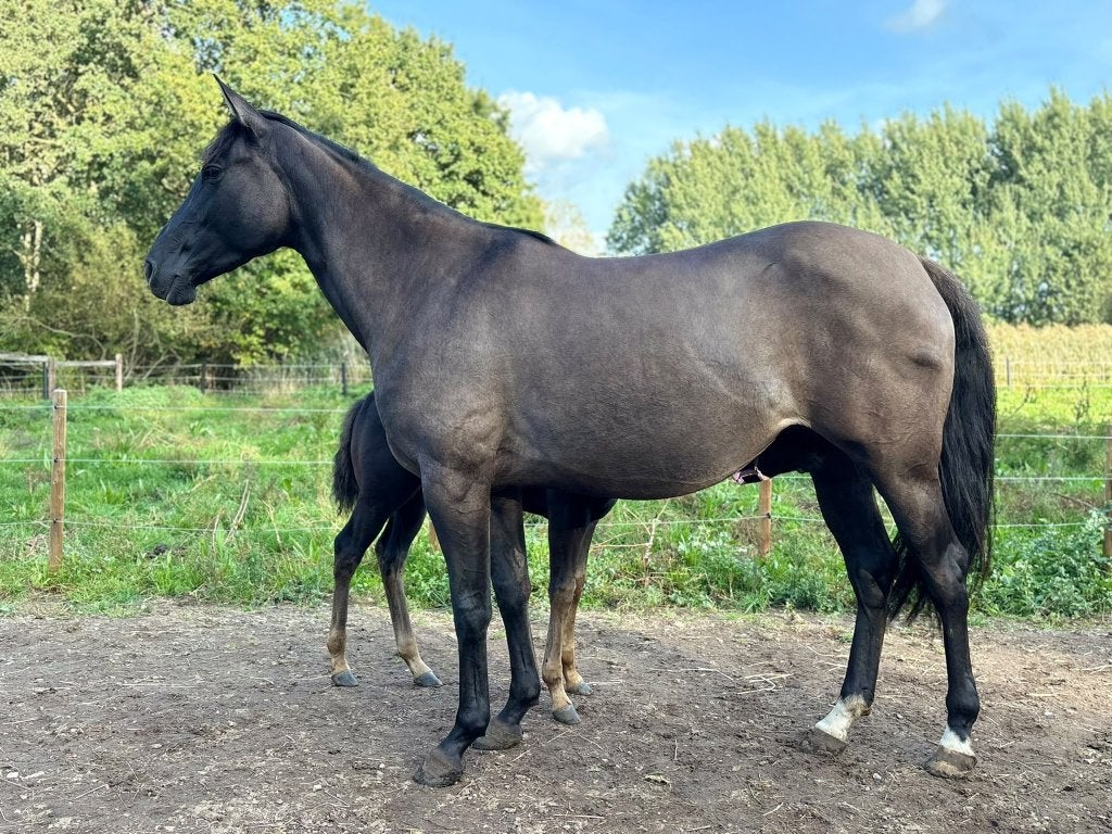 zeer lieve Quarter merrie, Dieren en Toebehoren, Merrie, Minder dan 160 cm, Met stamboom, Zadelmak
