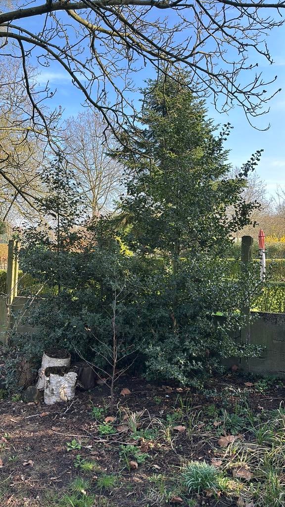 Hulst - gratis, Tuin en Terras, Planten | Bomen, Ophalen