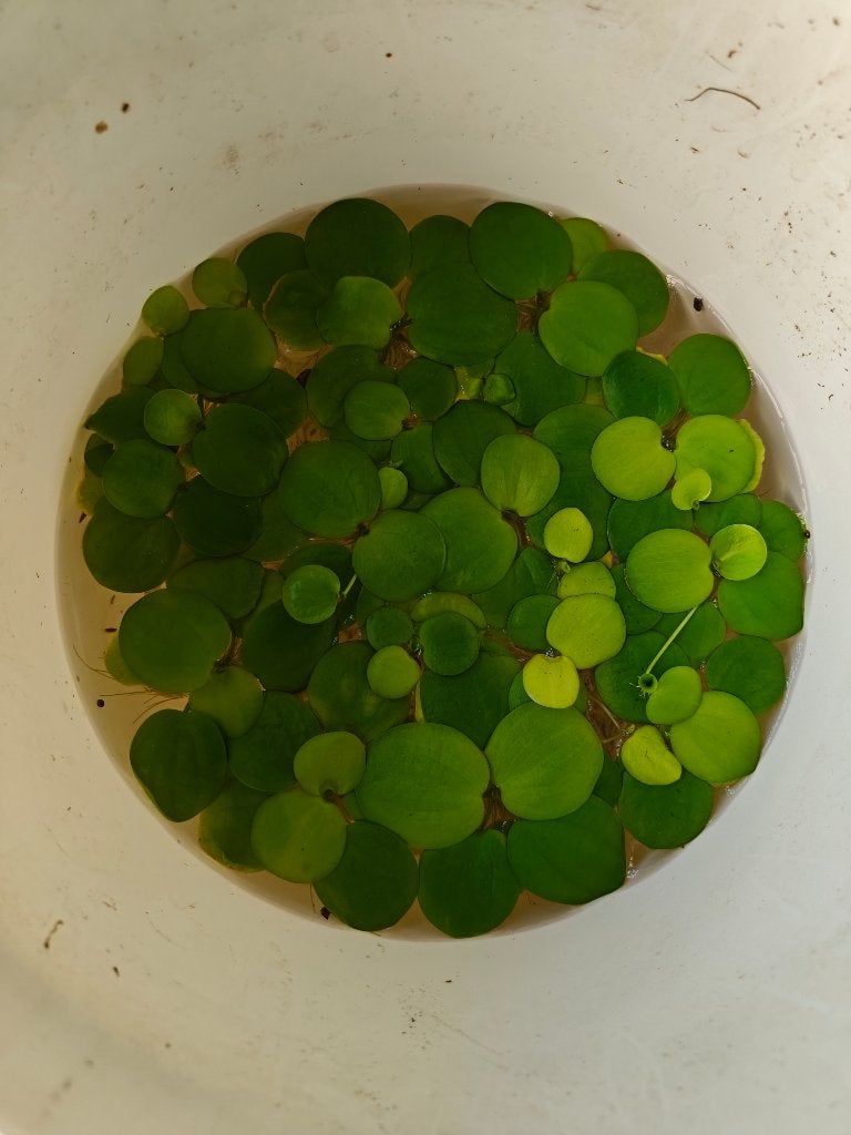 Kikkerbeet, Dieren en Toebehoren, Ophalen, Nieuw, Plant(en), Steen of Hout