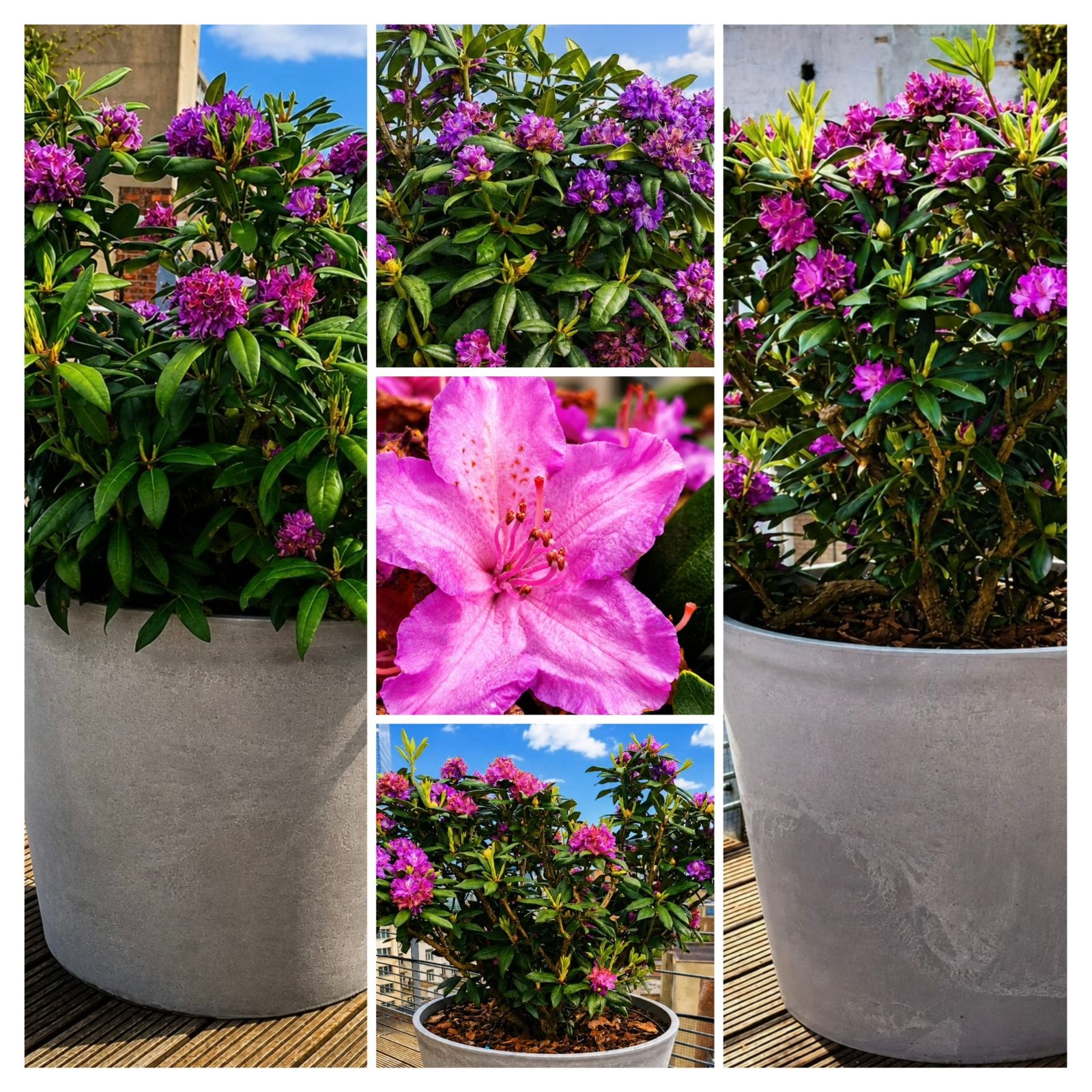 Rhododenron « Catawbiense Grandifloru », Autres espèces, Printemps, Enlèvement, Plante fixe