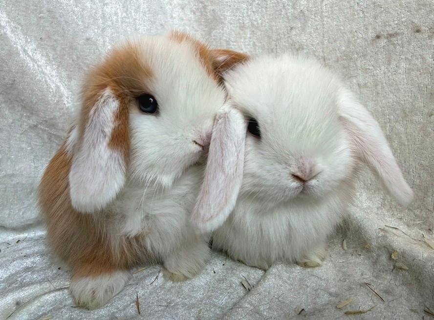 2 Fantastisch mooie super lieve broer-zus Minilop koppeltjes, Dieren en Toebehoren, Konijnen, Mannelijk, Klein, Hangoor, 0 tot 2 jaar