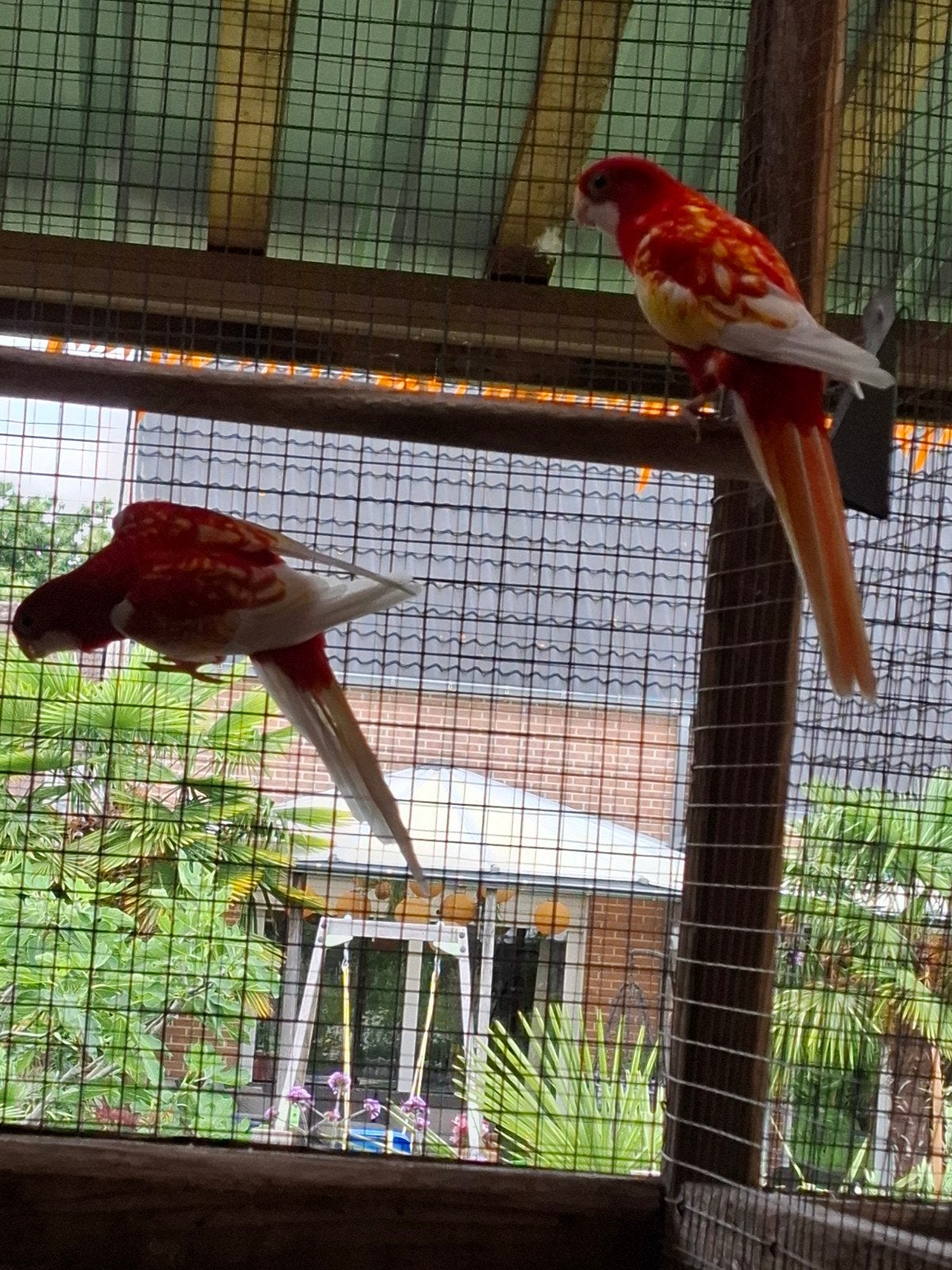 Rosella, Dieren en Toebehoren, Vogels | Parkieten en Papegaaien