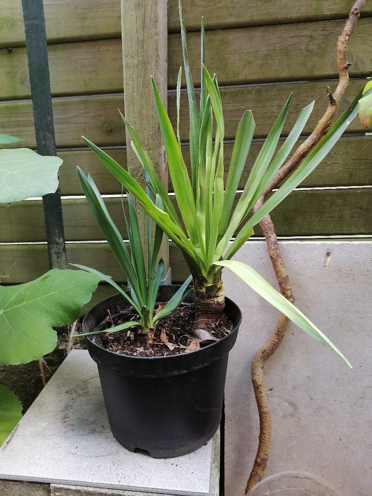 Yucca de jardin vivace (yucca filamentosa), Volle zon, Vaste plant, Zomer, Ophalen