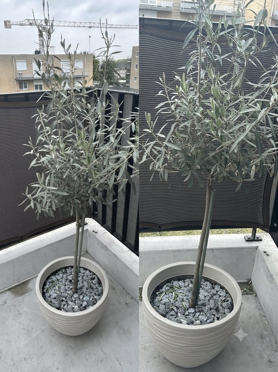 Mooie Olijfboom in Kunststof Pot met Decoratiestenen, Tuin en Terras, Planten | Bomen, Ophalen, Olijfboom