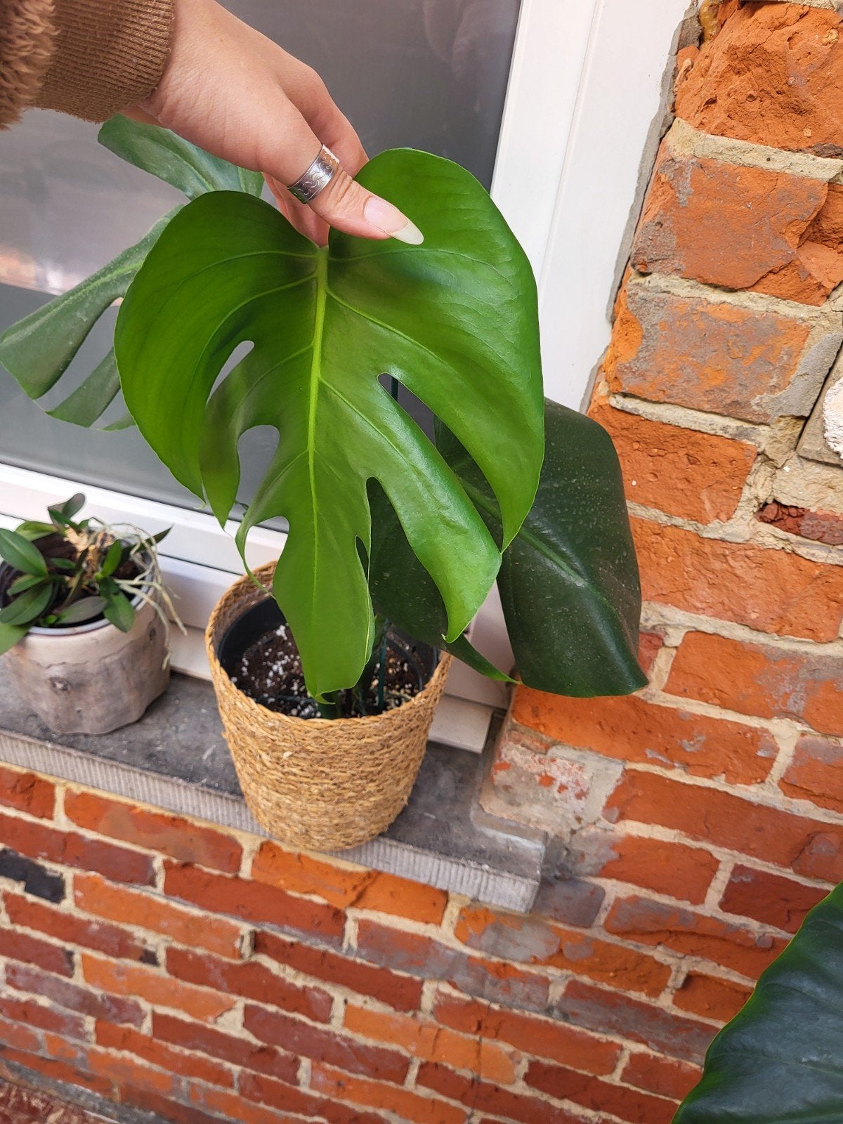 monstera deliciosa, En pot, Moins de 100 cm, Enlèvement, Plante verte