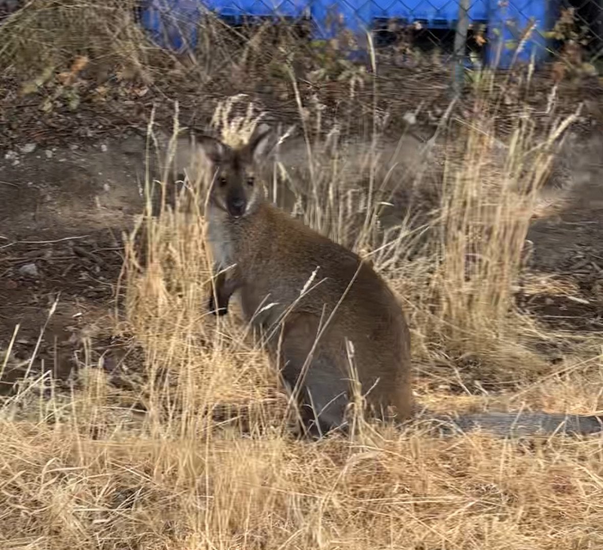 2 bennett wallaby vrouwtjes 2025 wallabie kangoeroe walibi, Dieren en Toebehoren, Mei, Vrouwelijk