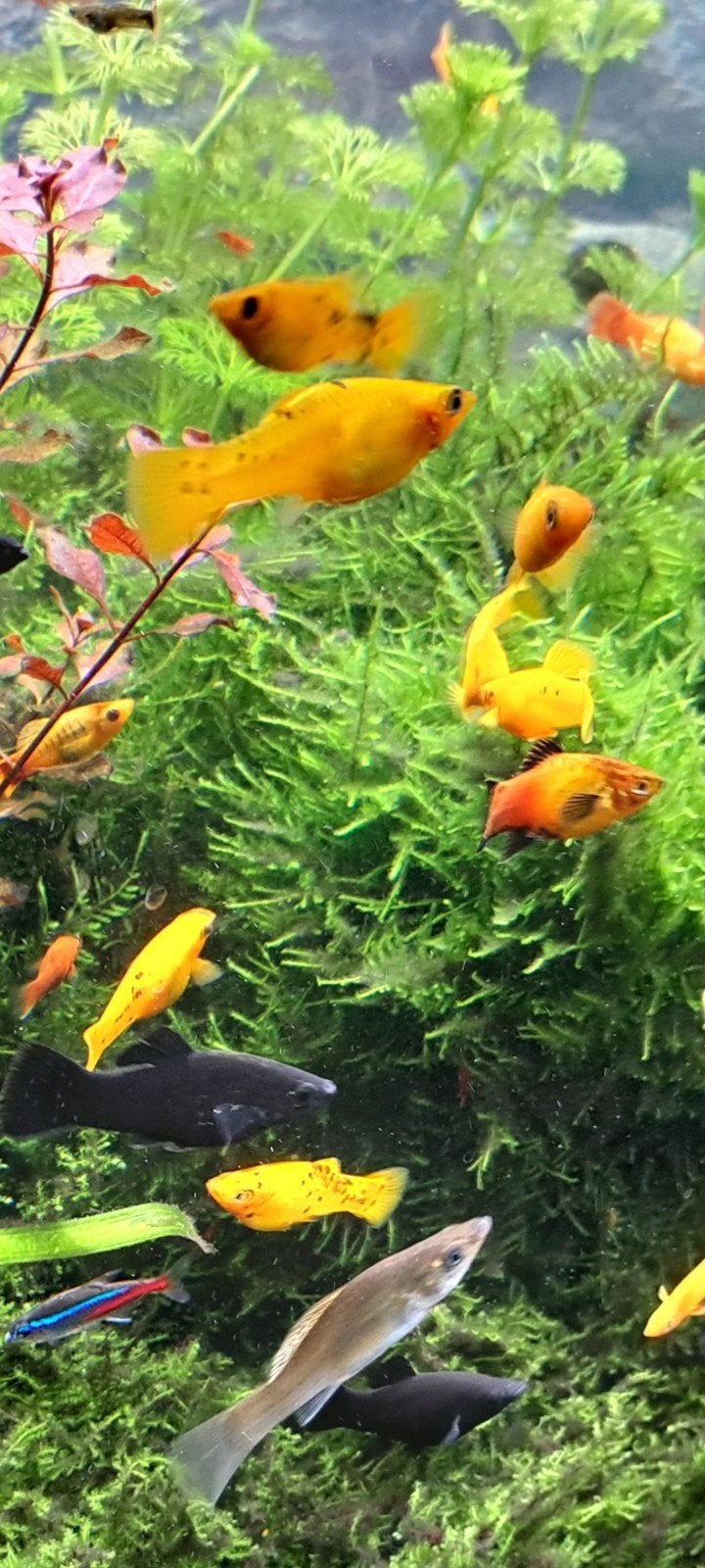 oranje molly, Dieren en Toebehoren, Vis, Zoetwatervis, Schoolvis