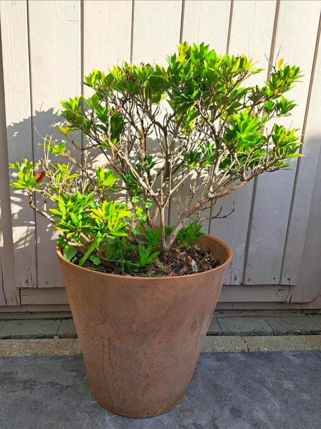 Rotsheide (Pieris japonica) - plant in pot van +/- 50 cm, Ophalen, Overige soorten, Struik, Minder dan 100 cm