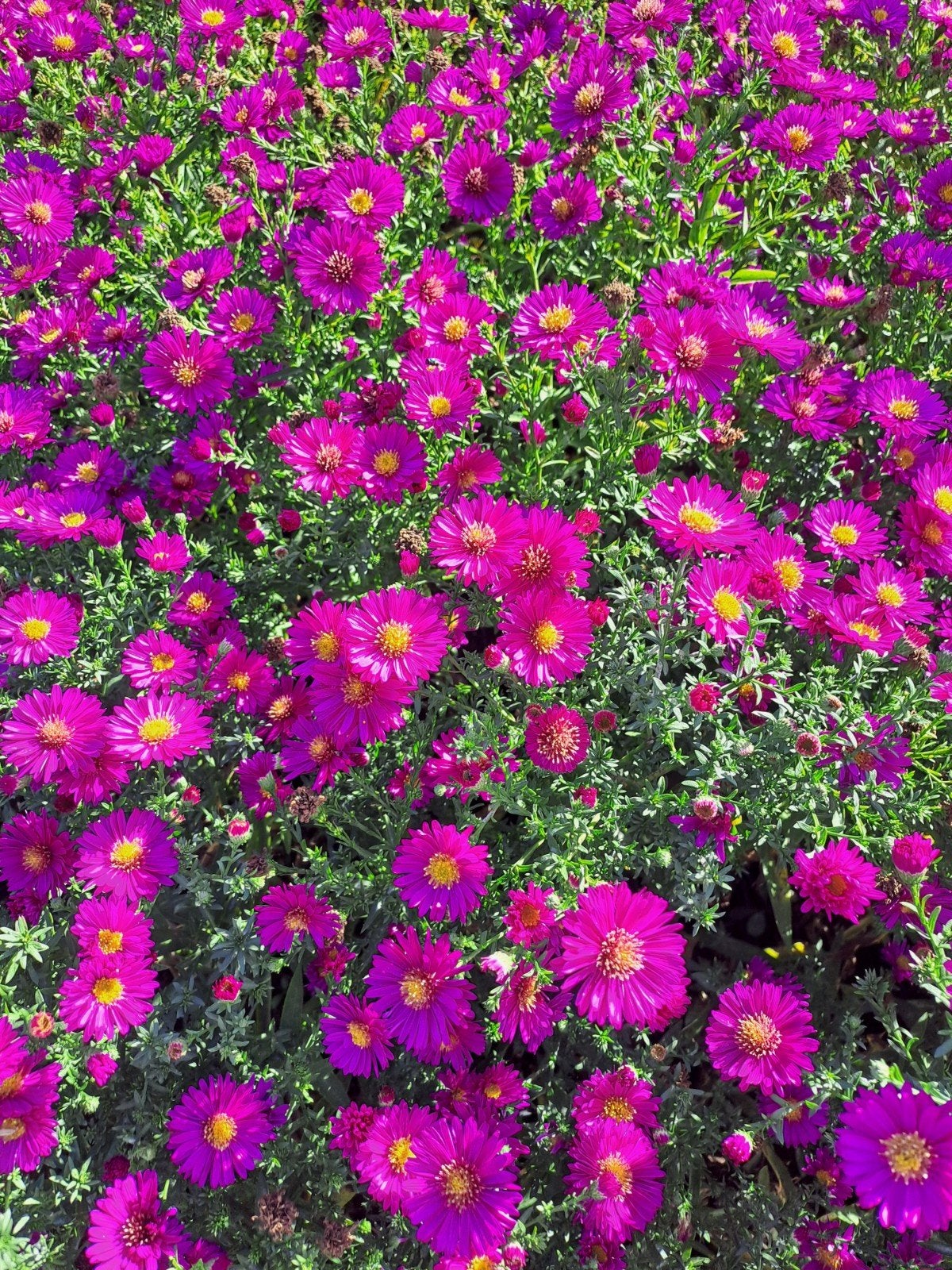 Aster dumosis Jenny, Ophalen