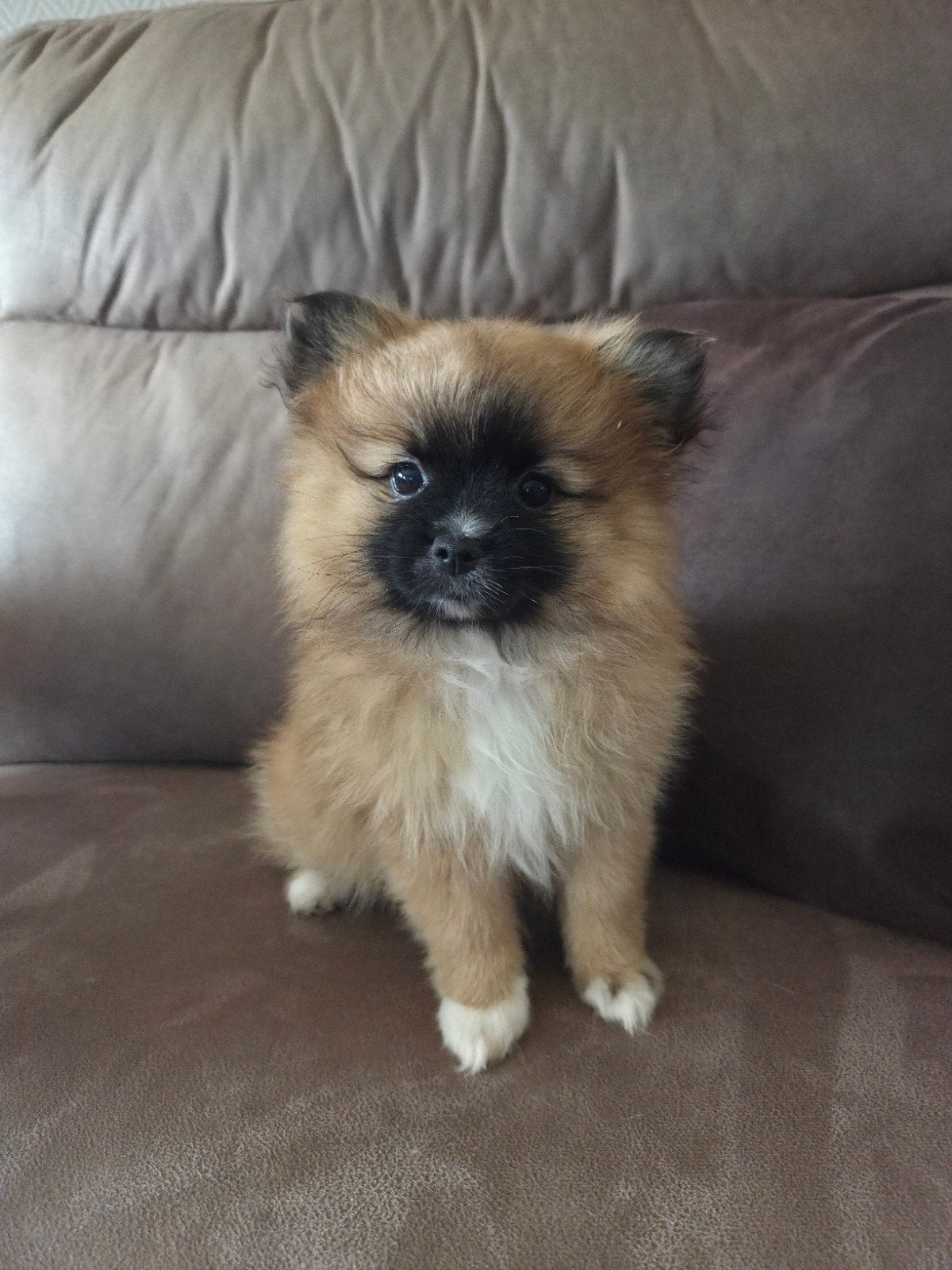 dwergkees, Particulier, Loulou, Maladie de Carré (chiens), Chienne