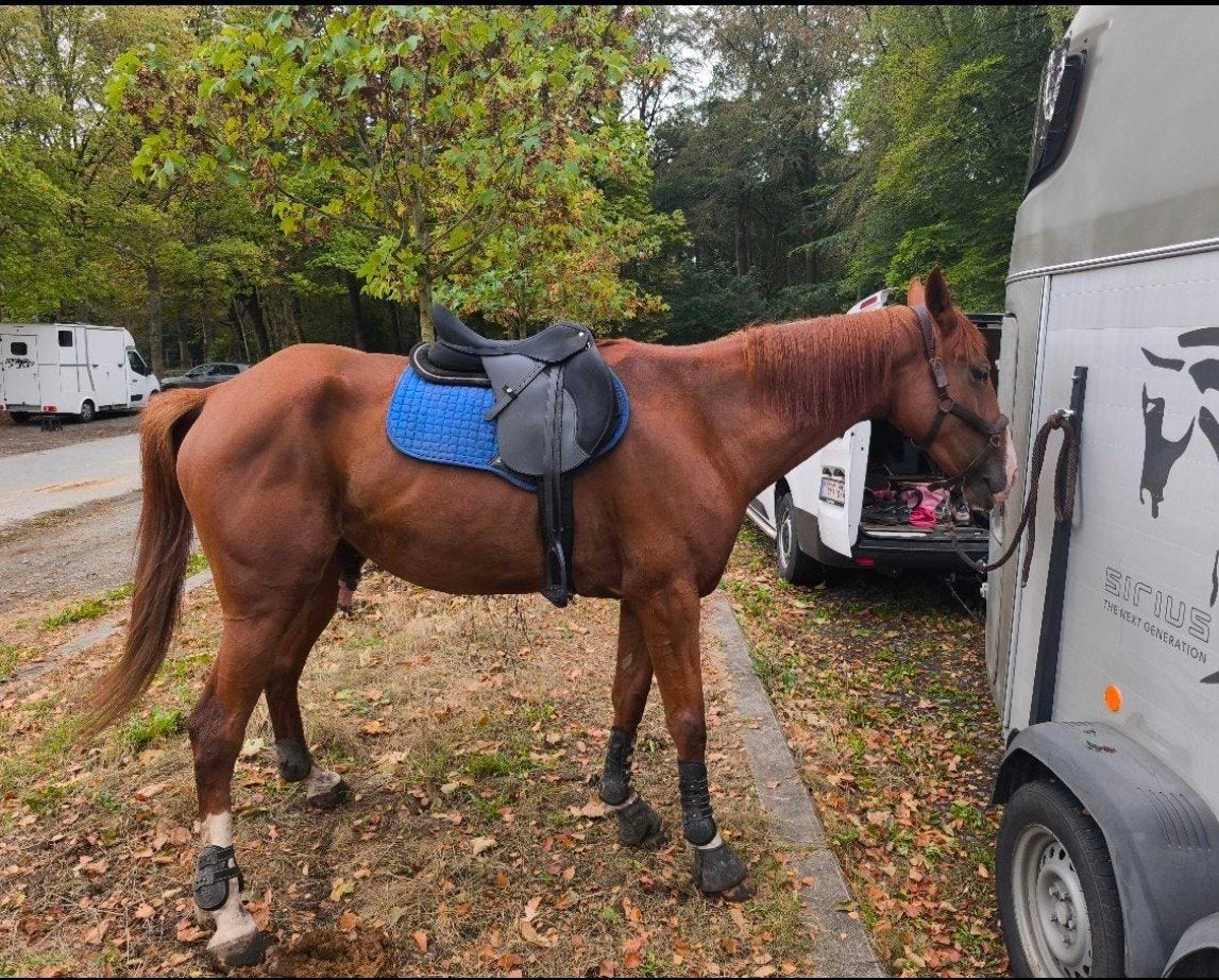 recreatie paard / wandel paard, Dieren en Toebehoren, Gechipt, Ruin, Zadelmak, 3 tot 6 jaar