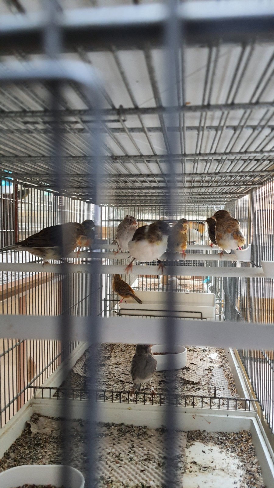 kanaris, Animaux & Accessoires, Enlèvement