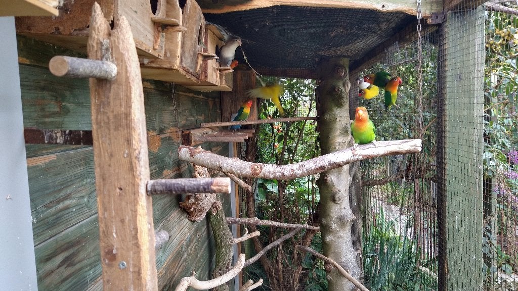 agaporniden, Meerdere dieren, Dwergpapegaai of Agapornis