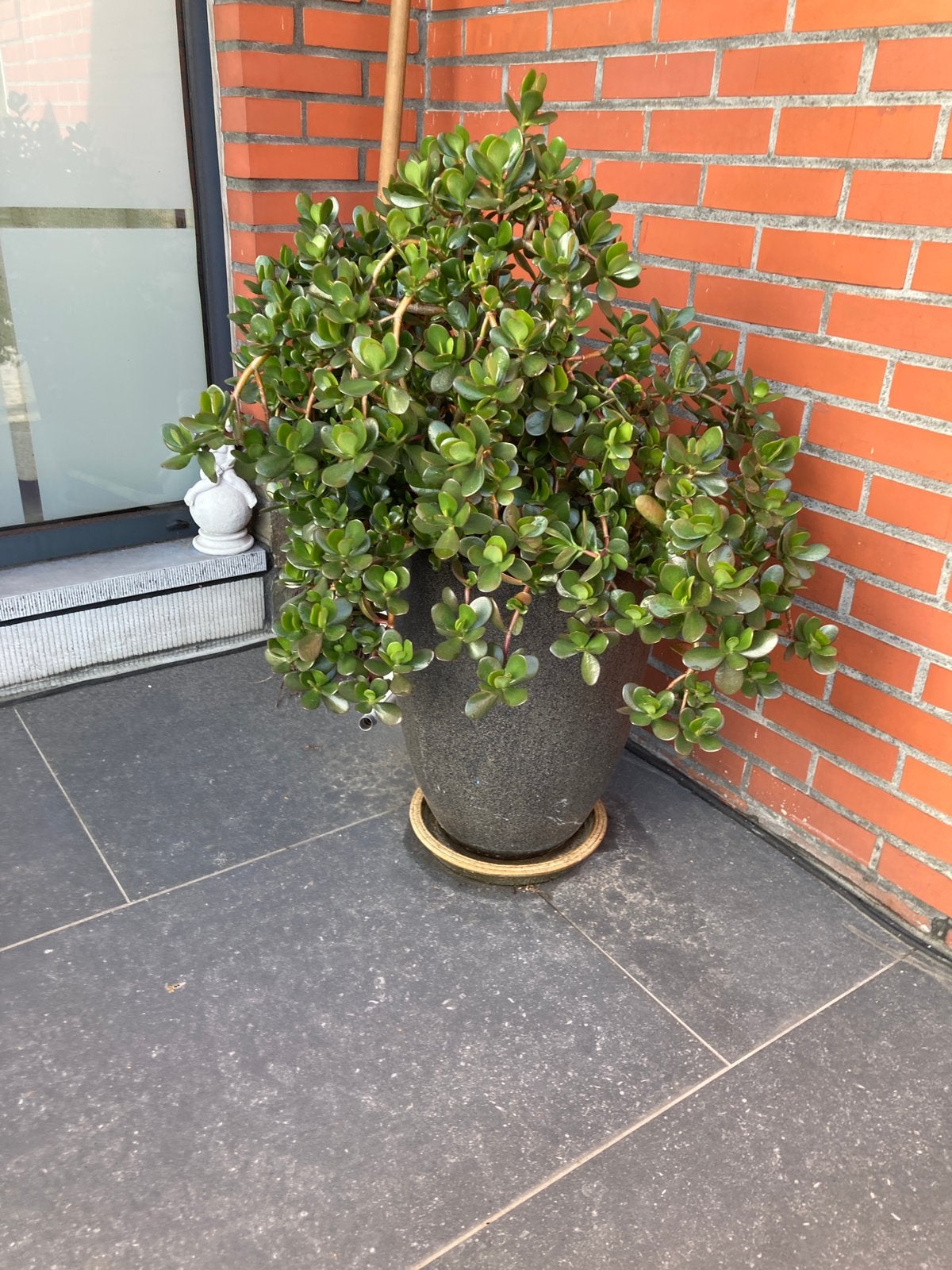Mooie grote jadeplant, Tuin en Terras, Ophalen