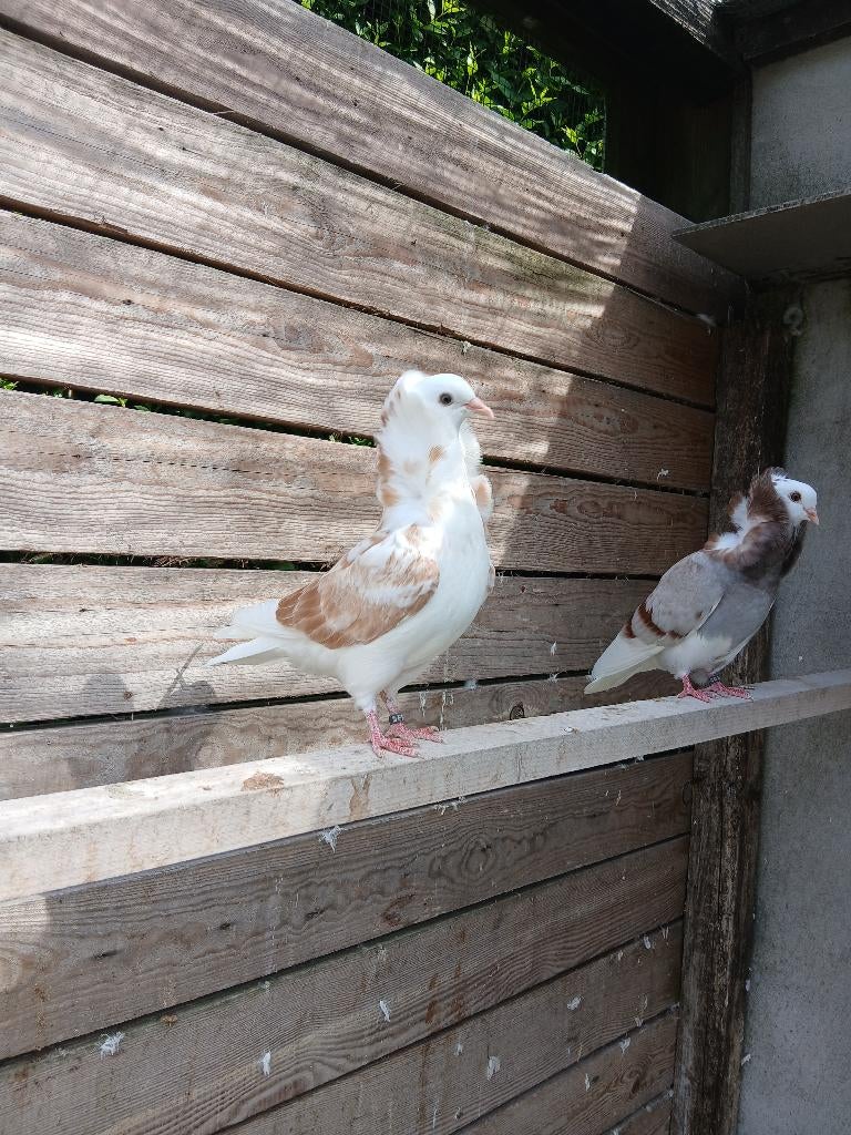 Pigeon capucin, Dieren en Toebehoren, Meerdere dieren, Postduif