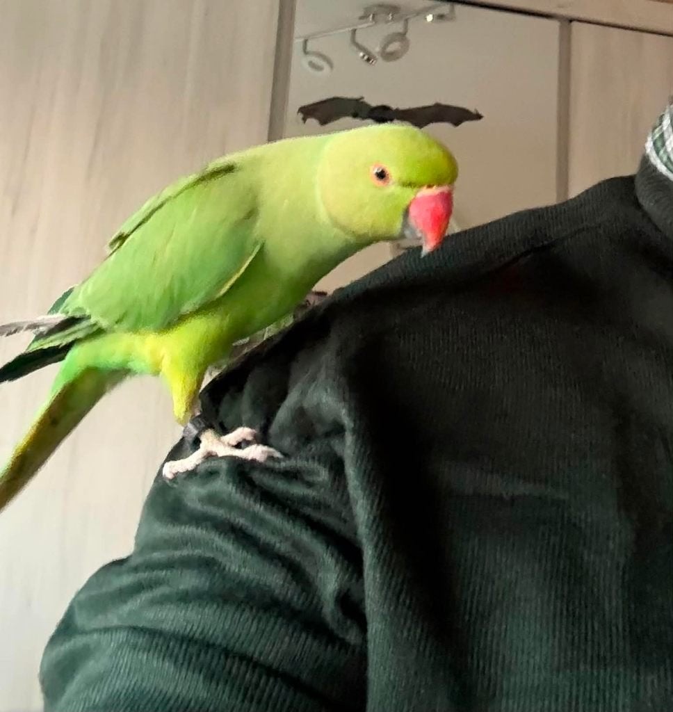 Halsbandparkiet, Dieren en Toebehoren, Geslacht onbekend, Parkiet, Geringd