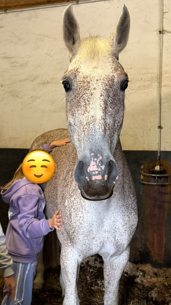 Leuke merrie, Dieren en Toebehoren, Zadelmak, 160 tot 165 cm, 11 jaar of ouder, Merrie