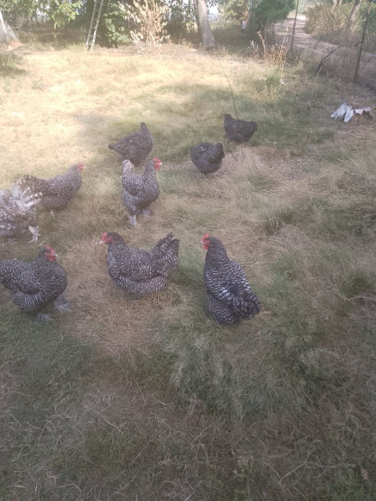Mechelse Koekoek, Femelle, Poule ou poulet