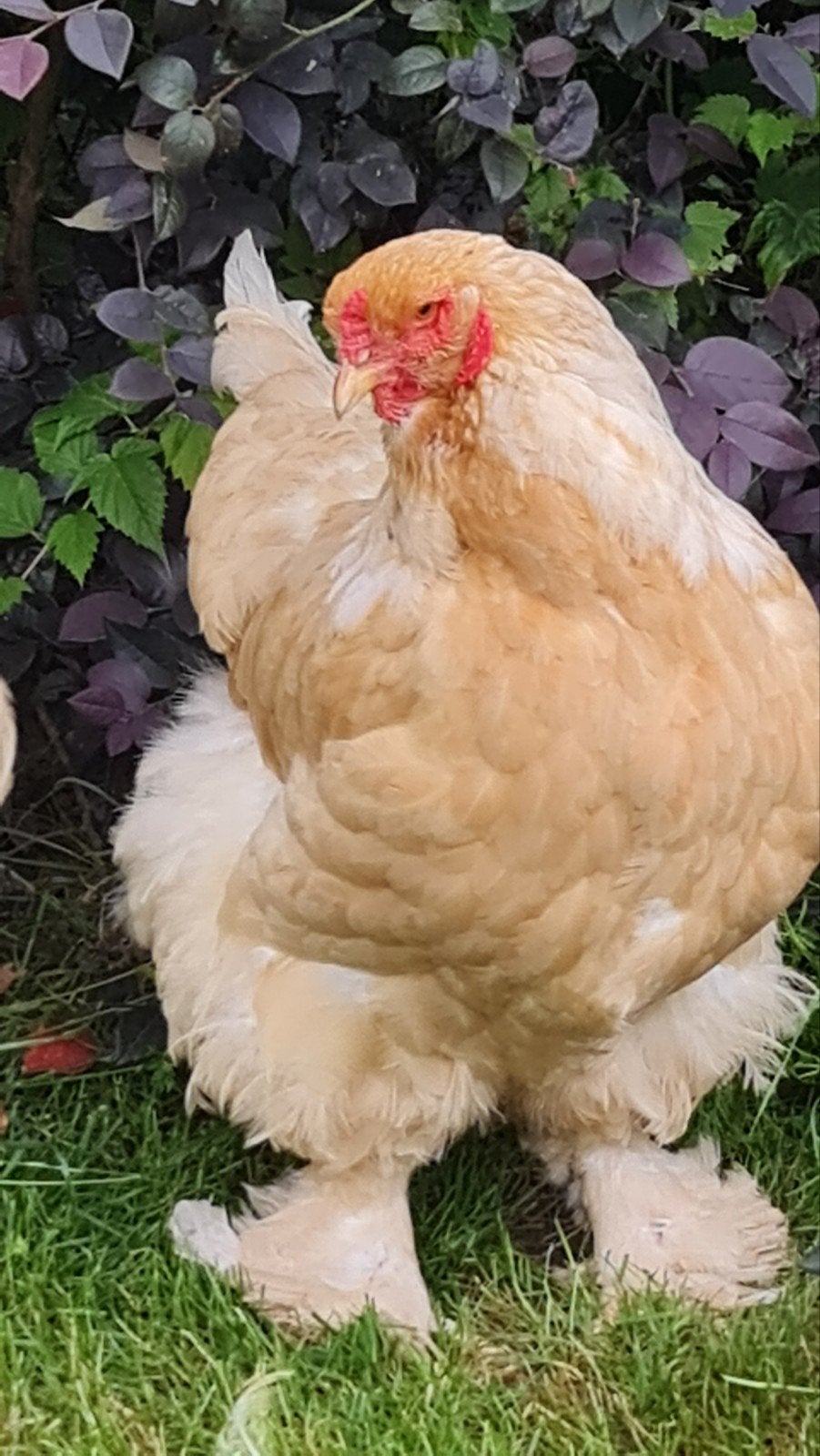 raszuivere Brahma lemon pyle hennen, Dieren en Toebehoren, Vrouwelijk, Kip