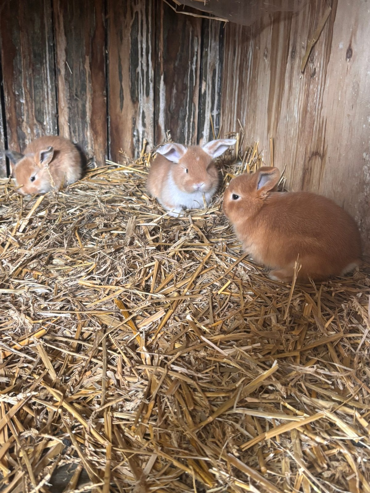 Hangoortjes, Plusieurs animaux, Nain, Oreilles tombantes, 0 à 2 ans