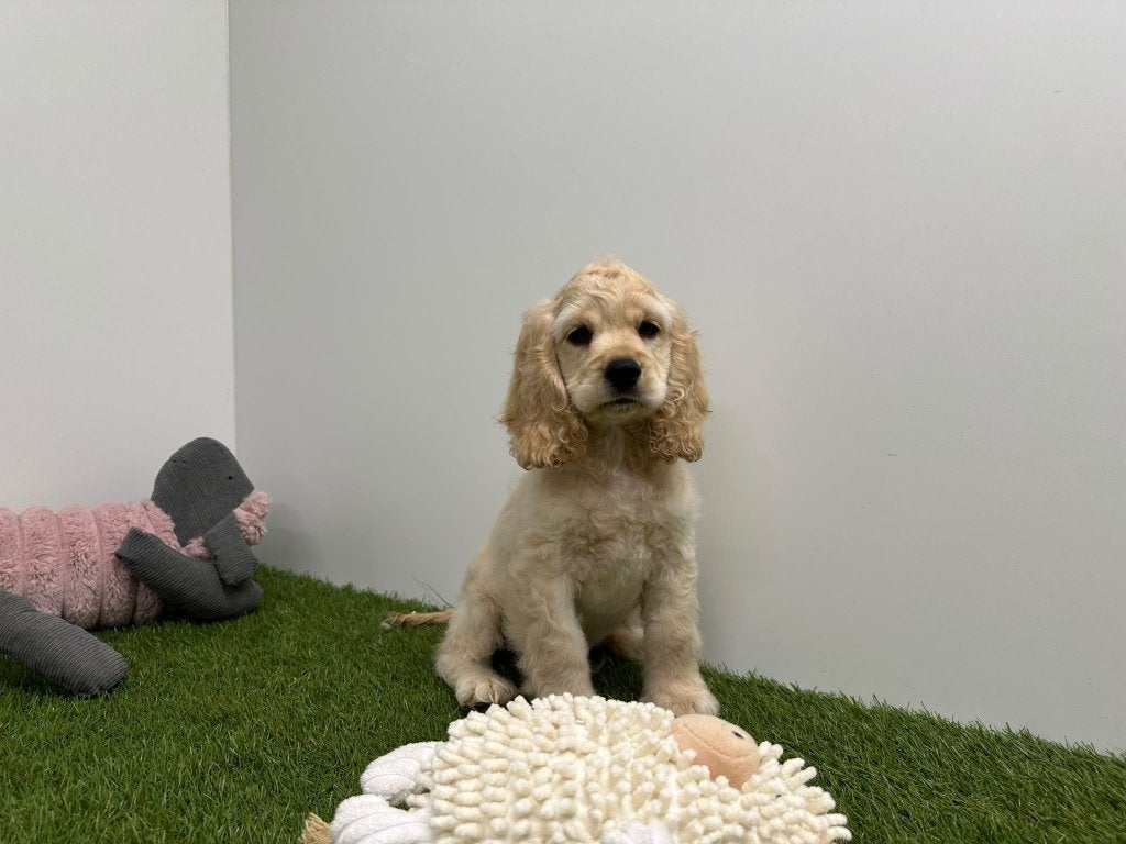 Amerikaanse Cocker Spaniël Pups, België, 15 weken tot 1 jaar, CDV (hondenziekte), Meerdere