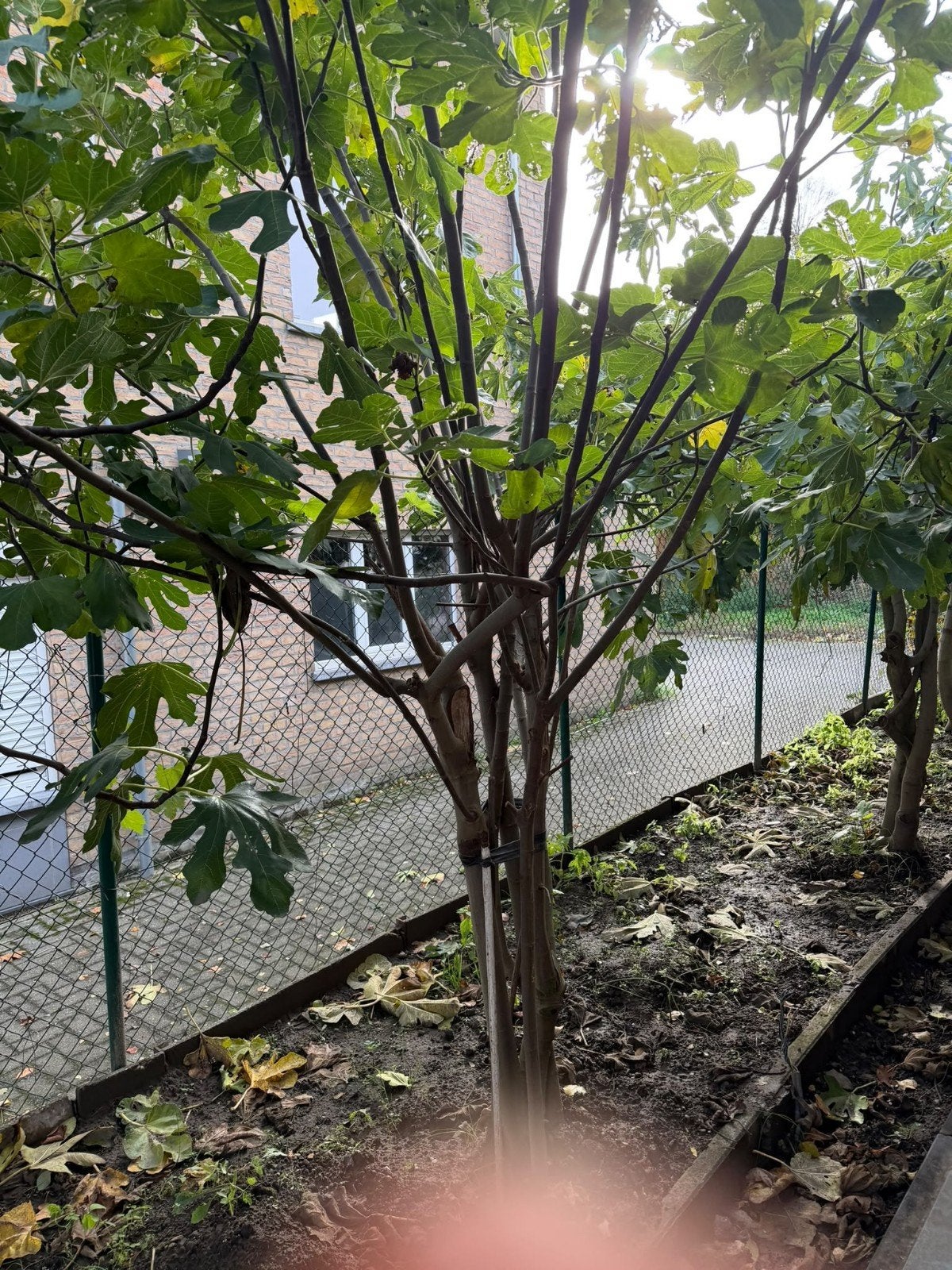 Vijgenboom, Ophalen