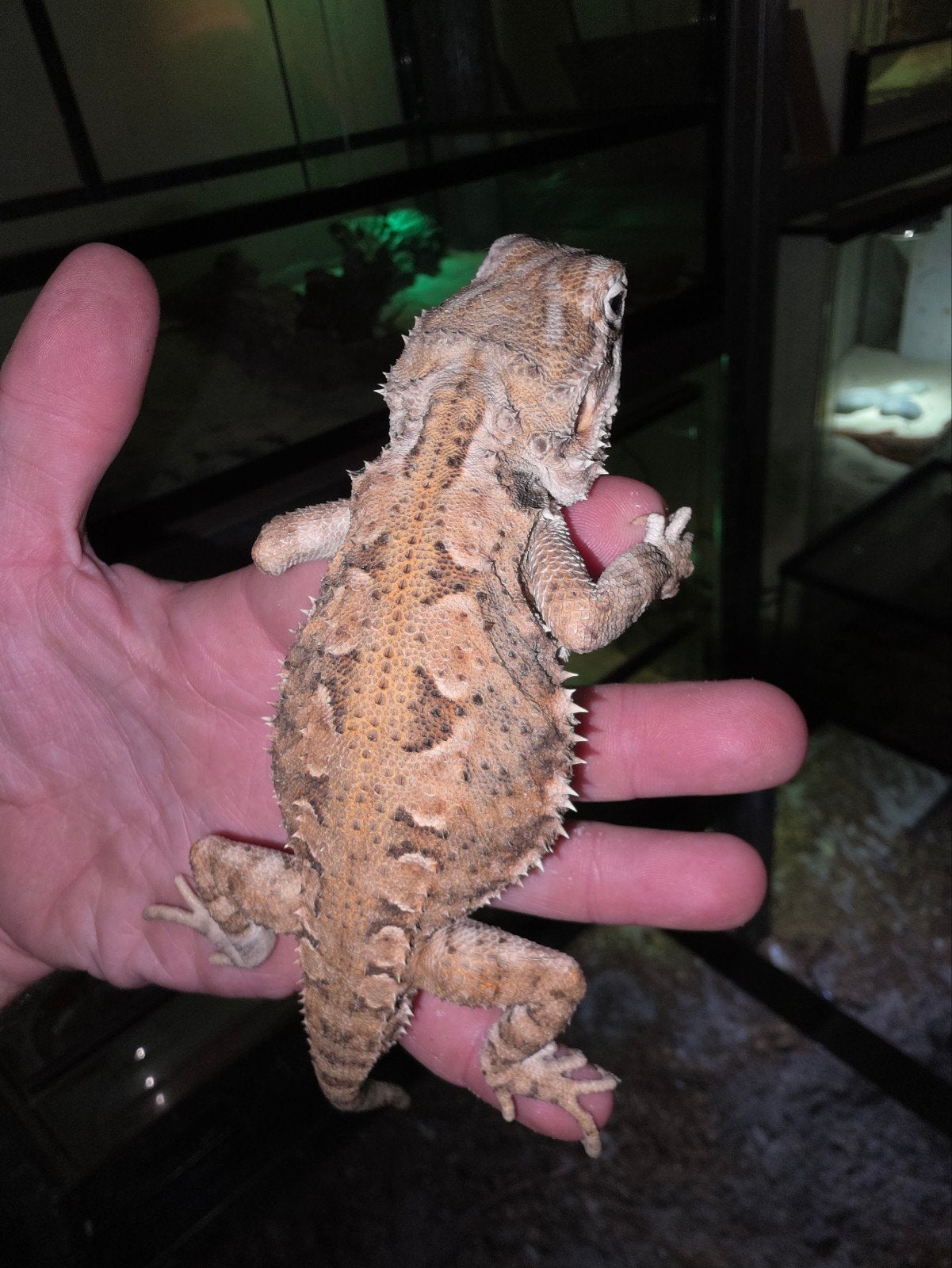 Très bel homme-dragon barbu nain, Animaux & Accessoires, Reptiles & Amphibiens, Lézard, 0 à 2 ans, Domestique