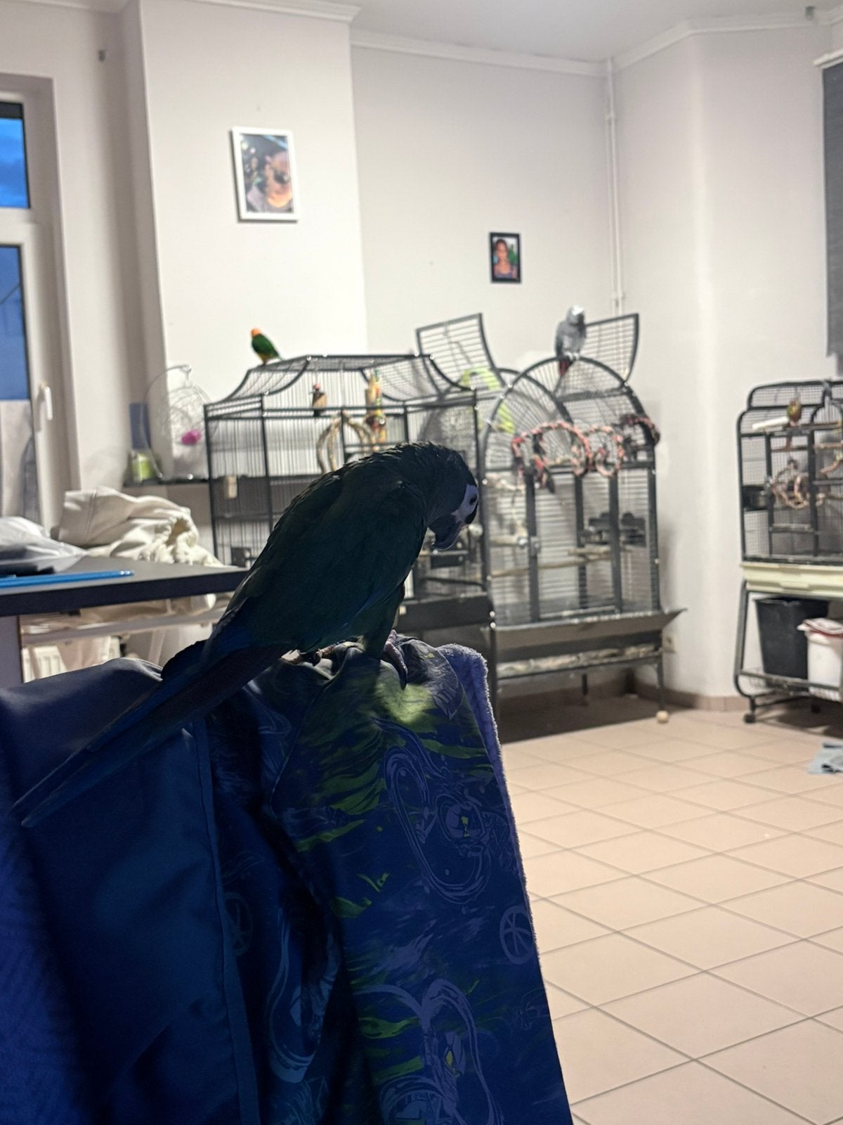 Ara maracana apprivoiser, Animaux & Accessoires, Mâle, Perroquet, Parleur