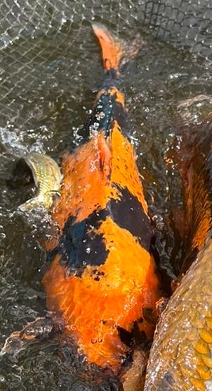 Hi Utsuri koi, Carpe ou Koï