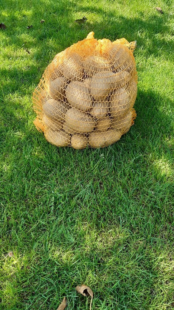 Nieuwe aardappelen, Ophalen