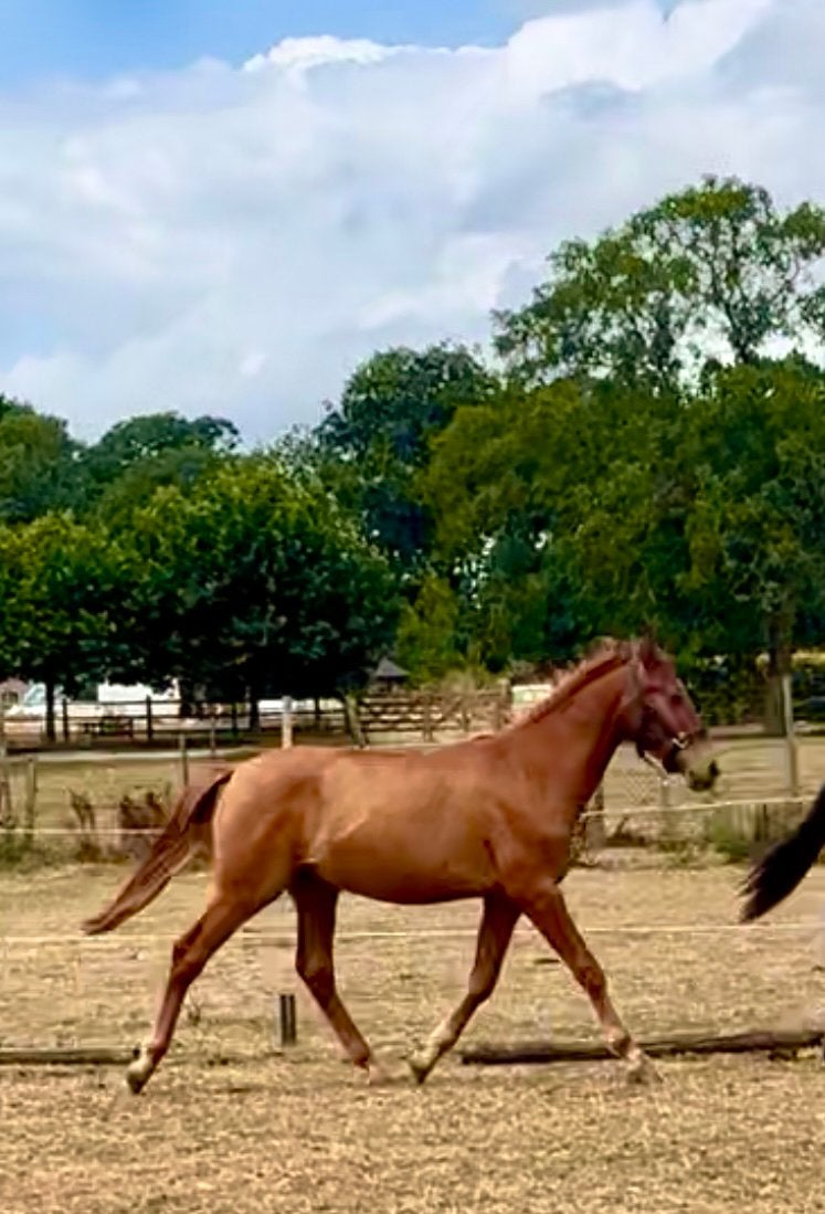 APTA PRE (Andalusier) merrie en jaarling hengst, Plusieurs animaux