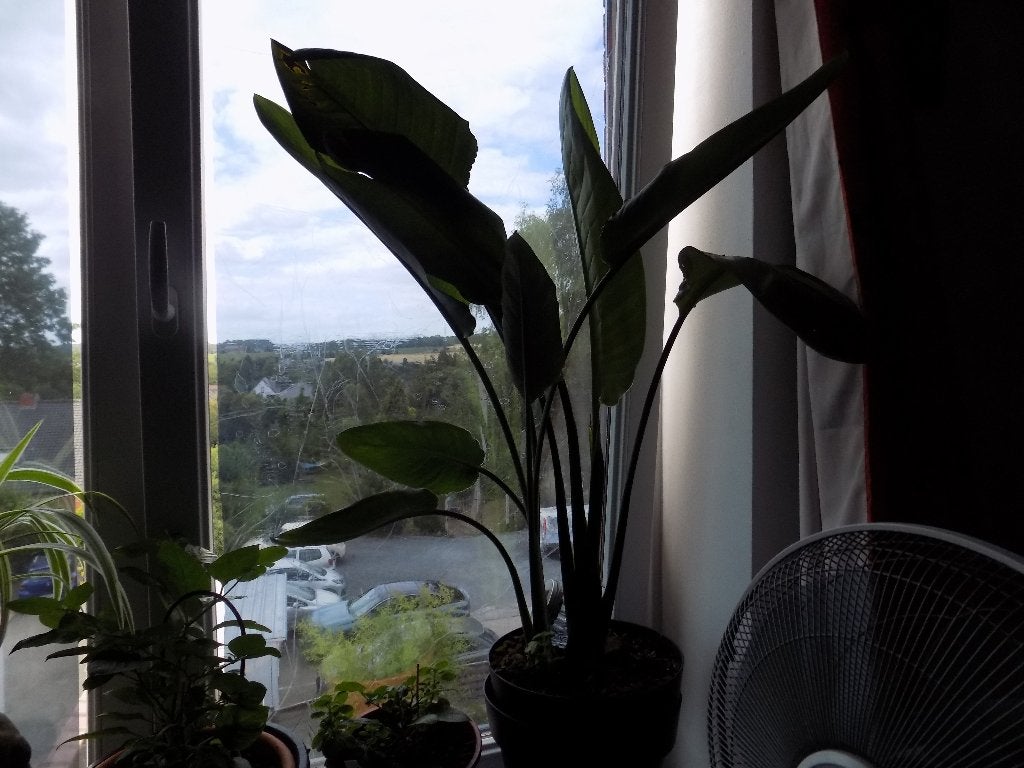 plante verte, En pot, Enlèvement, Palmier, 100 à 150 cm