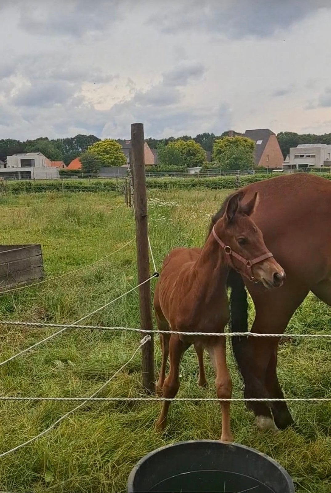 Merrieveulen, Tickets en Kaartjes, Kortingen en Cadeaubonnen