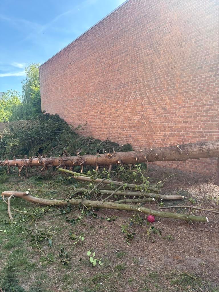 Gratis brandhout, Tuin en Terras, Brandhout, Ophalen, Stammen