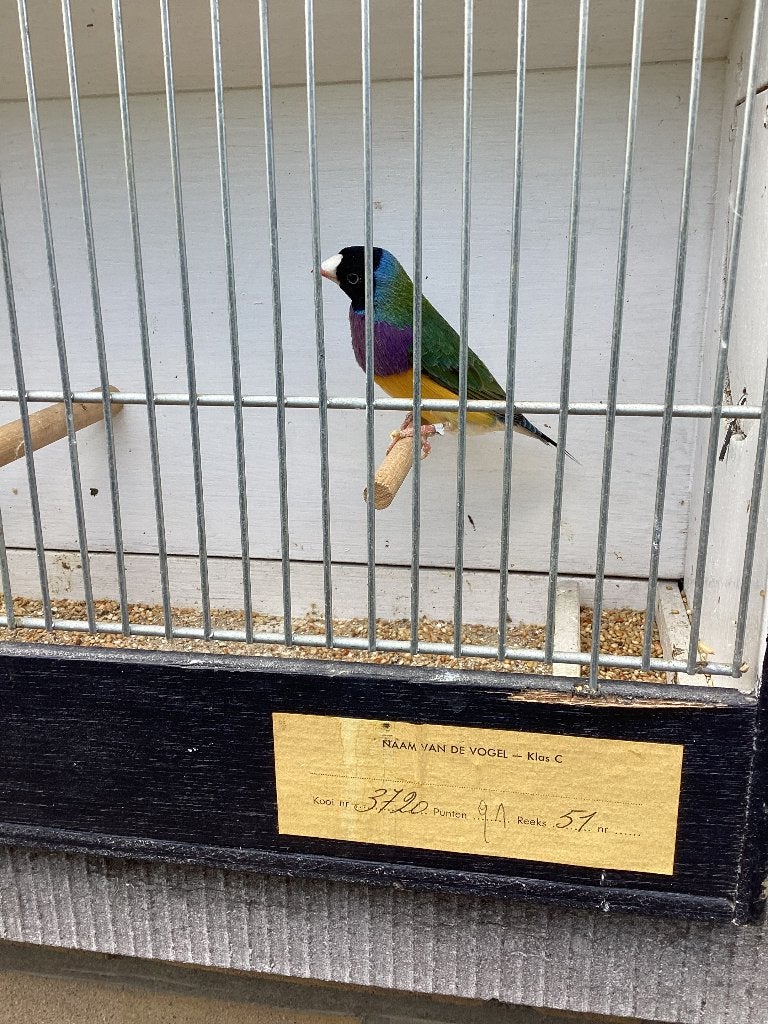 Gouldamandines uit buitenvoliere, Plusieurs animaux, Oiseau tropical
