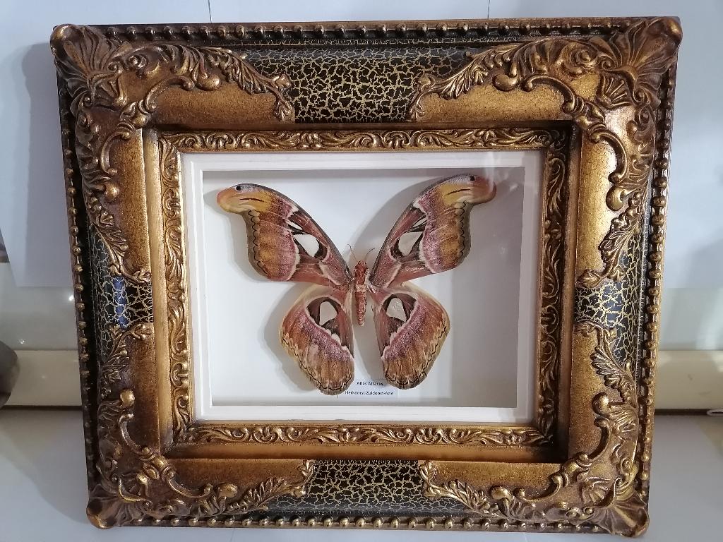 Taxidermy, Verzamelen, Verzenden, Nieuw, Insect, Opgezet dier