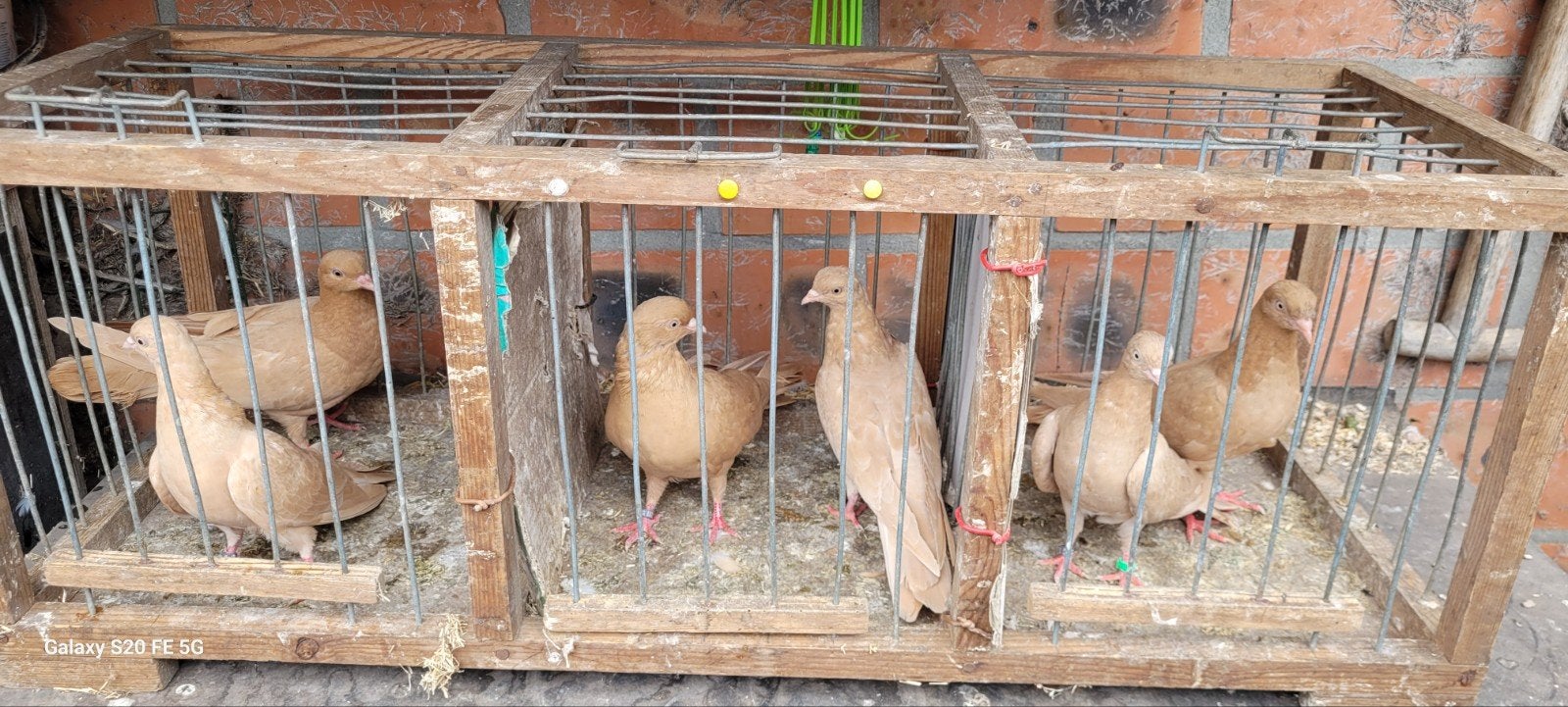 Belgische tuimelaars, Tickets en Kaartjes, Recreatie | Dierentuinen