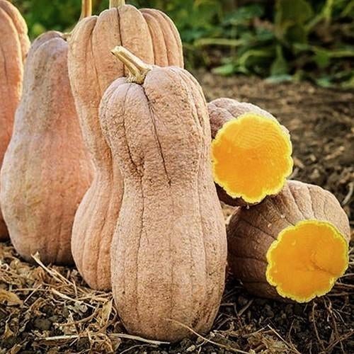 Pompoen Violina Wrinkled Butternut pompoenlanten, Tuin en Terras, Ophalen