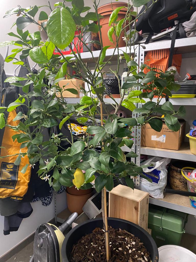 Grote mooie citroenboom in mooie pot, Overige soorten, 100 tot 250 cm, Zomer, Ophalen