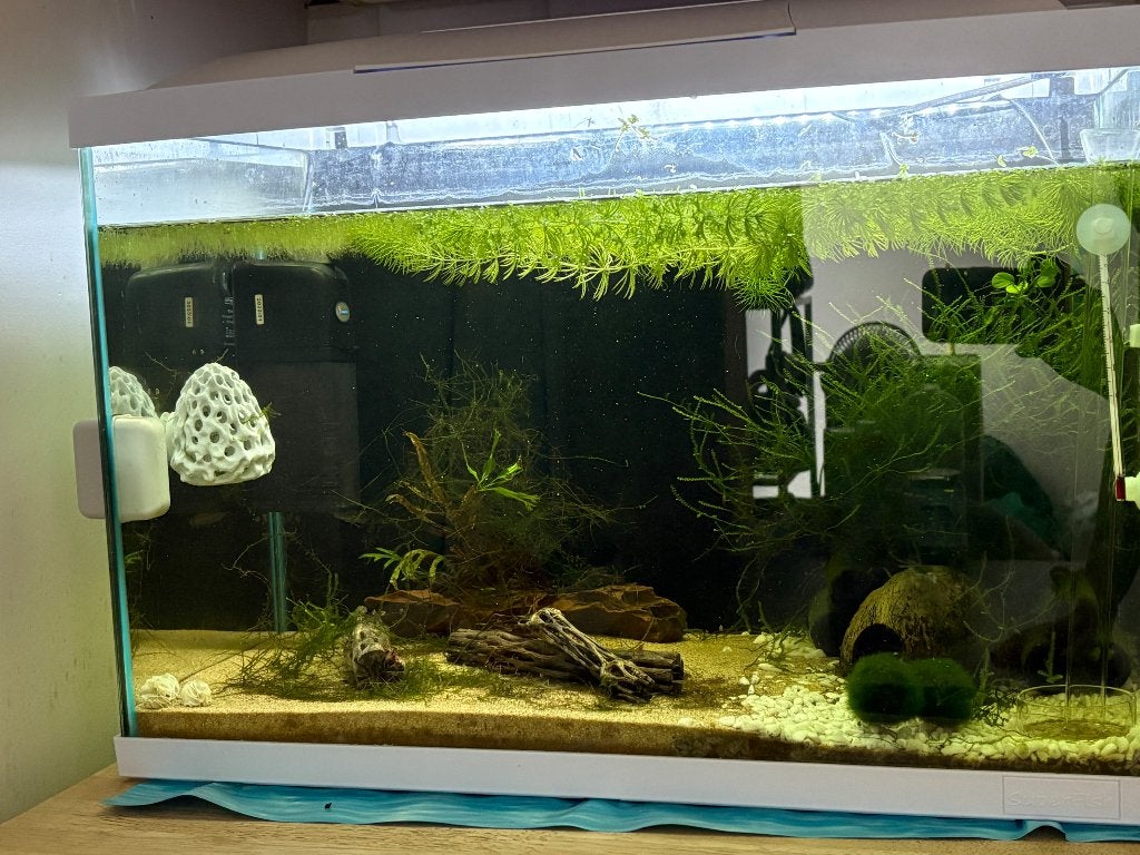 Aquarium 70L, Ophalen, Gebruikt, Inclusief deksel, Superfish