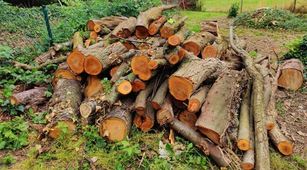 Bois de chauffage frais (Mirabelle/Kerselaar), Jardin & Terrasse, 3 à 6 m³, Enlèvement, Autres essences de bois, Troncs d'arbres