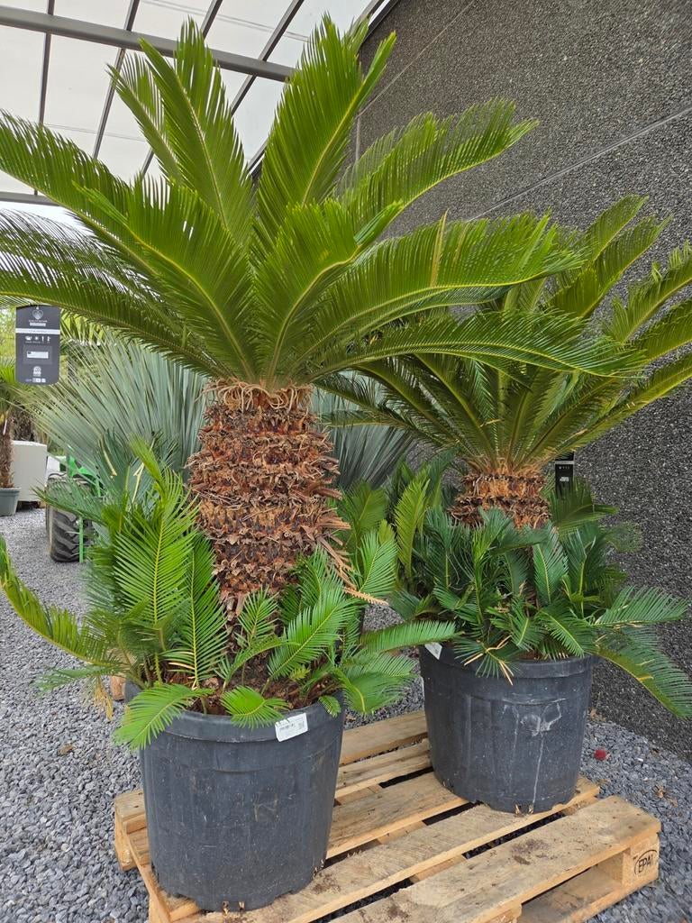 Cycas Revoluta - Vredespalm, Jardin & Terrasse, Plantes | Jardin, Enlèvement