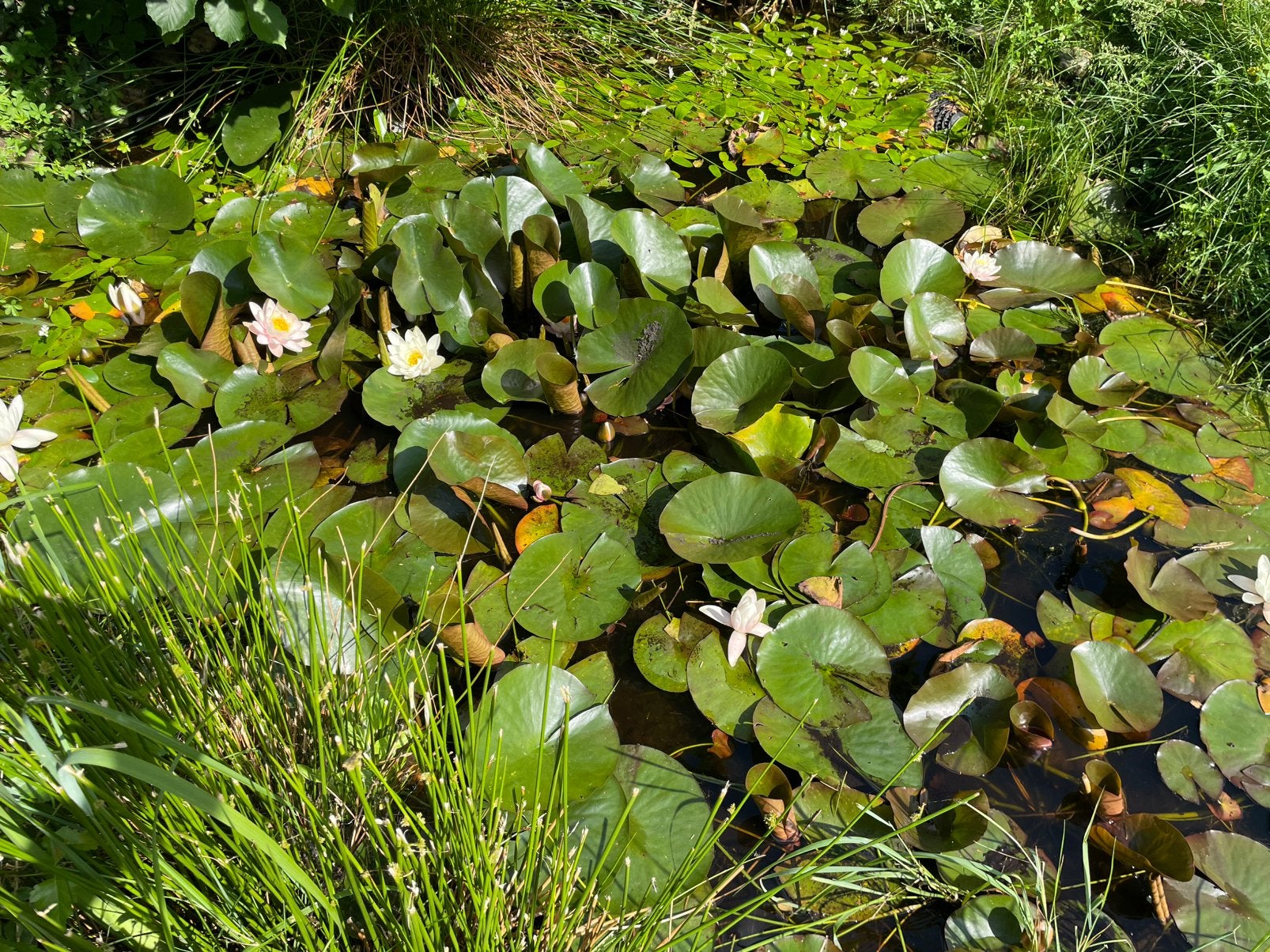 Waterlelies , direct uit ons vijvertje, Tuin en Terras, Ophalen of Verzenden